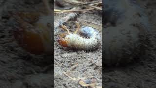 Two large beetle larvae likely from a species like the June beetle or Japanese beetle [upl. by Mindi453]