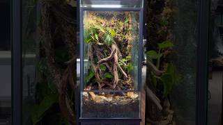 18x18x36” Bioactive Crested Gecko Terrarium Build crestedgecko livingvivarium reptiles tutorial [upl. by Saxon]