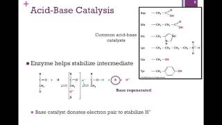 037Catalytic Mechanisms [upl. by Mou]