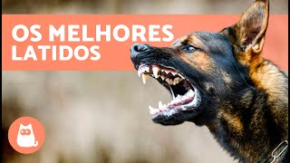 Os melhores VÍDEOS de CÃES LATINDO 🐶🐾 LATIDO de CÃES Irritados Felizes e Engraçados [upl. by Season]