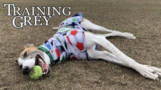 Training Grey Are retired racing greyhounds difficult to train [upl. by Segroeg]