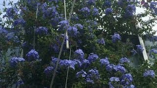 Cape Leadwort  Plumbago auriculata [upl. by Maison]