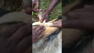 How to castrate a male goat locally [upl. by Lazaruk791]