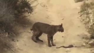 Bobcat VS Rattlesnake California [upl. by Seldan153]