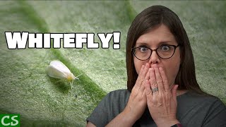 Whitefly Treatment for Plants  How to Control Whiteflies [upl. by Mcwilliams]