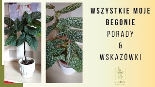 Wszystkie moje Begonie 💚 Jak pielęgnować Begonie🌼 Moja kolekcja Begonii 💚 Jak poskromić Begonie [upl. by Pandolfi]