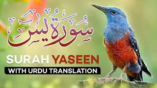 Surah Yasin  Yaseen  with Urdu Translation  Quran Tilawat Beautiful Voice  Hindi Tarjuma [upl. by Anett520]