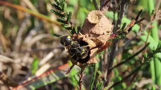 Heath Potter Wasp Eumenes coarctatus building double pot Bovey Heath Devon 19 September 2024 [upl. by Sedgewick75]