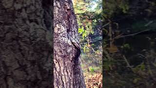 Chickasaw National Recreation Area Rock Creek Camp Ground waterfalls hiking outdooradventures [upl. by Petit849]