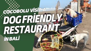 Coco amp Bolu Visit a Dogfriendly Restaurant in Bali [upl. by Aleda614]