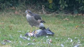 Sparrowhawk [upl. by Norra]