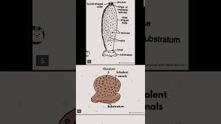 Class 11 biology chapter 4 part 1 diagram educational diagram neet [upl. by Vivle]