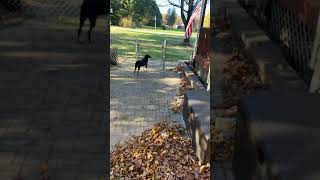 THERE WAS A ￼CHIPMUNK IN OUR HOUSE puppy funny [upl. by Mahan538]