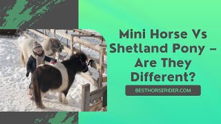 Mini Horse Vs Shetland Pony – Are They Different [upl. by Nonnair468]