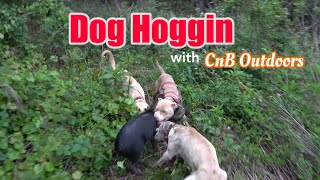 Master the Hunt Bull Terrier Hog Hunting Strategies [upl. by Krid]