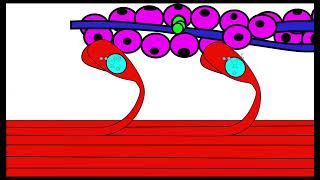 Muscle contraction OCR A ALevel Biology Revision 515 Animal Response [upl. by Edva]