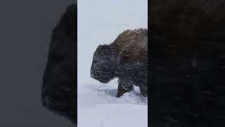 Bison In Winter Storm  NATURE Shorts  PBS [upl. by Adnaval]