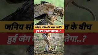 Eagle Vs Snake  eagle  snake  बाज़ utubeshorts ytyutube facts utube video hindifacts [upl. by Annirak373]