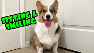 CORGI DOG SITTING amp SMILING Instant Mood Booster [upl. by Alithea248]