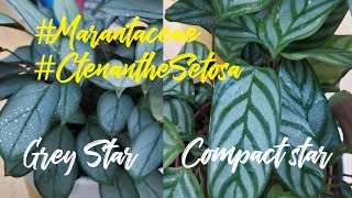 Ctenanthe Setosa Compact star and Grey Star [upl. by Hedvig]