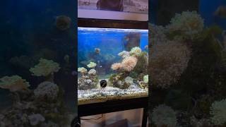 Nano reef tank maintenance coralreeftank fishtank saltwateraquarium [upl. by Anirec]