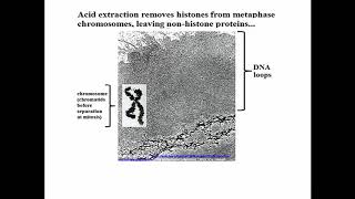 1742 Histones and Non Histone Proteins [upl. by Mazurek221]