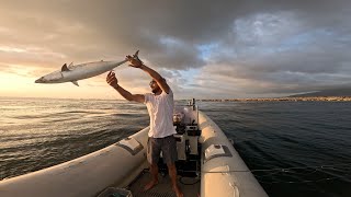 False Albacore Spinning  double strike  Gulf of Naples [upl. by Radmen]