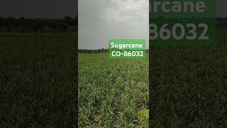 ऊस शेती Sugarcane 86032 youtubeshorts viralvideo viralshorts nature trending trend farming [upl. by Avi]