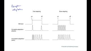 Receptor adaptation [upl. by Kleeman962]