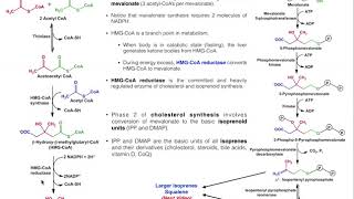 Cholesterol Biosynthesis  Stages 1 amp 2 Generating Isoprenoids DMAP and IPP [upl. by Karwan]