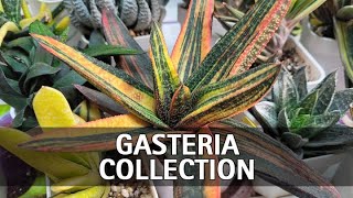 My Full Gasteria Collection Tour [upl. by Aihsilat]