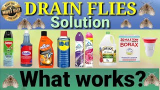 Drain Flies Solution What works What does not [upl. by Harrietta]