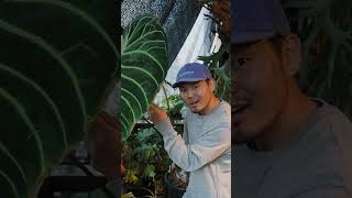 うちのAnthurium regale plants 観葉植物 植物のある暮らし houseplants アンスリウム anthurium [upl. by Elleoj]