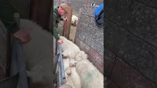 Quick and Easy Sheep and Lamb Sorting youtubeshorts farming sheep viralvideo [upl. by Airbas]