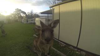 Kangaroos Sniffing GoPro Lens [upl. by Crowns]