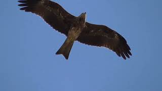 Black kite  Milvus migrans soaring [upl. by Ahkihs284]