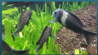 3 Species of Tropheus Cichlids in A Planted Aquarium [upl. by Einttirb]