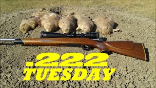 222 REM PRAIRIE DOGGEN 250450 yards [upl. by Enneirdna]