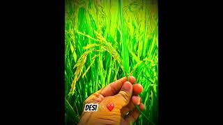 Dabya na kar 🌾🌏desi farming cgviral trending [upl. by Enaasiali844]