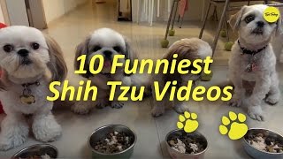 10 Funniest Shih Tzu Videos [upl. by Sharron813]