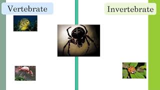 Classifying Animals  Living Things  HandsOn Education [upl. by Sanborne]