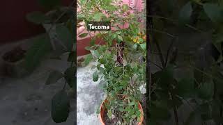 Tecoma flower gardening gardeningtherapy nature [upl. by Zerla]