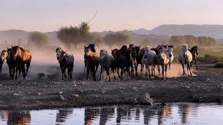 4hour Heartwarming Music Mongolia Grassland Violin Variations  蒙古草原 小提琴变奏曲  4小时温馨音乐 [upl. by Eleph]