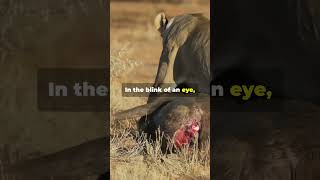 Maasai Mara The Thrilling 60 Second Hunt Of A Lion maasaimara lion [upl. by Mortie]