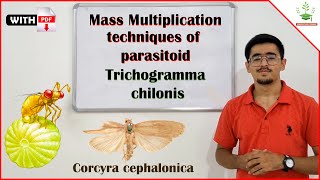 Mass Multiplication Technique of Parasitoids  Trichogramma chilonis amp Corcyra cephalonica [upl. by Ash]