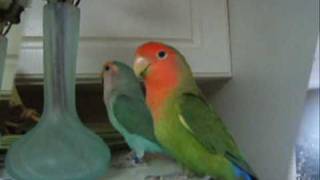 ♣ ♣ ♣ LOVE BETWEEN LOVEBIRDS Sur la chanson de mon ami Cassandre [upl. by Oicnevuj]