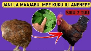 Boost kuku wako ndani ya siku 7 tu Kisha umuuzeufugajipoultryfarming [upl. by Javier360]