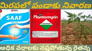 SaafPlantomycin usage in chilli crop పండాకు తెగులు నివారణ [upl. by Mccarty]