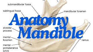 Complete anatomy of the mandible EASIER THAN EXPECTED [upl. by Aneehsirk]