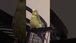 Cute and fluffy 🥰 cute budgies pets fluffy birds parrot cleaning [upl. by Anawek589]